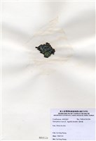 藏品(寬珊藻)的圖片